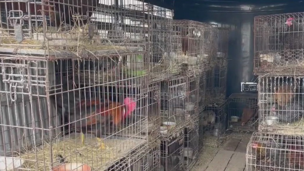 Woman arrested after 300+ animals rescued in Polk